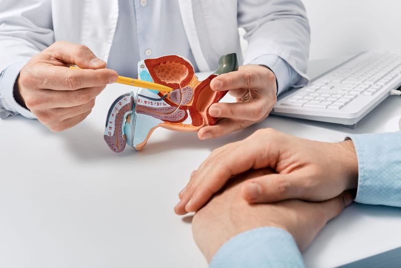Médico mostra a seu paciente o sistema reprodutor masculino em um modelo.