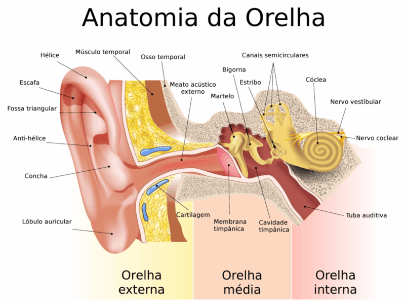Quais os sintomas da labirintite: Anatomia da orelha.
